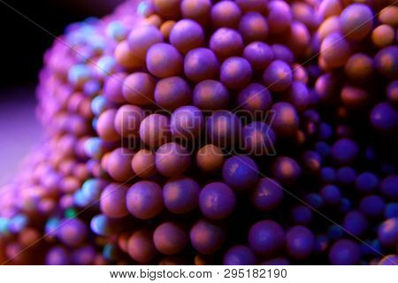 Ricordea Florida Mushroom - Underwater Macro Shot