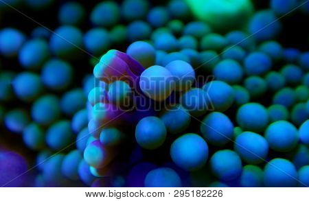 Ricordea Florida Mushroom - Underwater Macro Shot