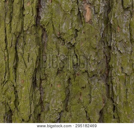 Old Wood Texture And Lichen On Hackmatack Larch Bark.
