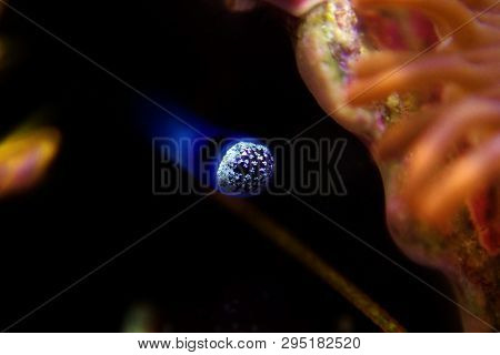 Hermit Crab Invertebrate In Fish Reef Aquarium
