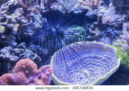 Spiny Sea Urchin Echinoidea At The Bottom Of The Sea In The Coral Reef