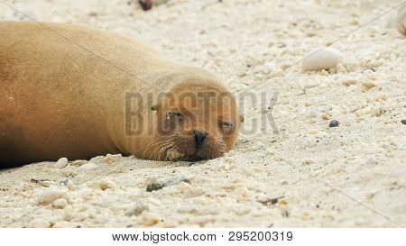 Sleeping Sea Lion At Isla Genovesa In The Galapagos