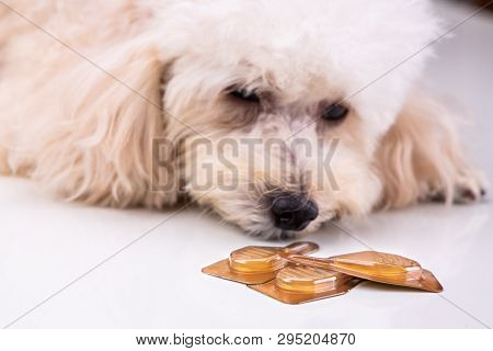Essential Oil Spot-on Drips With Dog To As Background