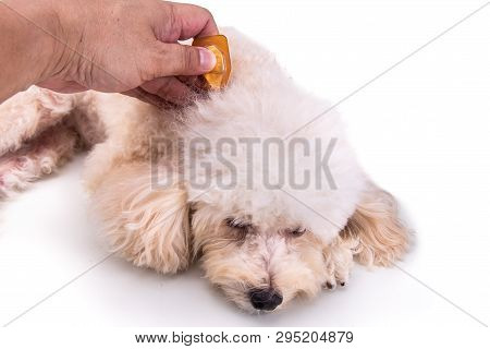 Applying Essential Oil Spot-on Drips On Dog Restore Skin Hydration.
