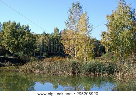 Autumn In Siberian Forest, Omsk Region, Russia