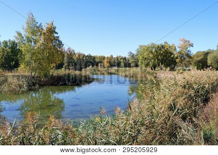 Autumn In Siberian Forest, Omsk Region, Russia