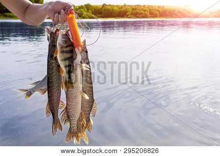 Fisherman Keeps His Catch On The Background Of The Shore And Trees