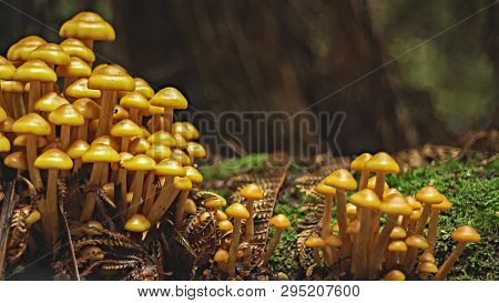 Yellow Fungi Growing In The Tasmanian Tarkine Rain Forest