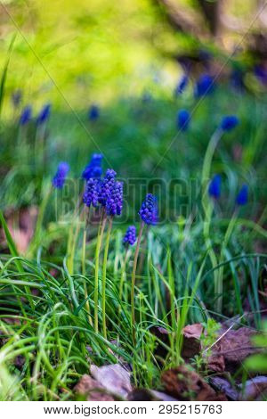 Wild Hyacinth Flowers