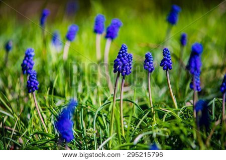 Wild Hyacinth Flowers