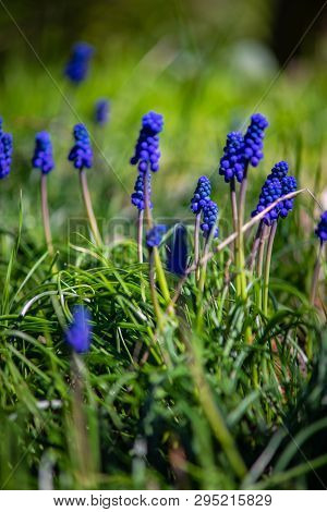 Wild Hyacinth Flowers