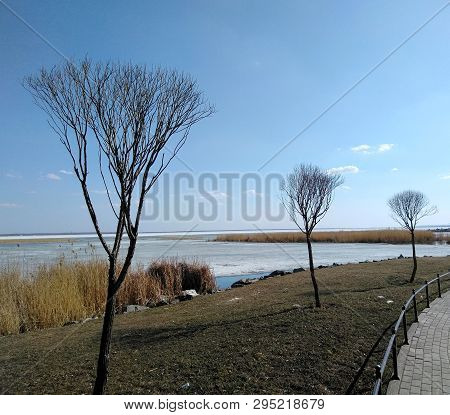 A Few Small Trees On The Shore Of The Lake Background Blue Sky Spring Time