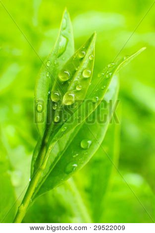 티 트리 (Thea sinensis)입니다. 잎 대체 의학 및 다른 의료 시스템에서 사용 되었습니다.