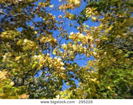 Feuilles floues