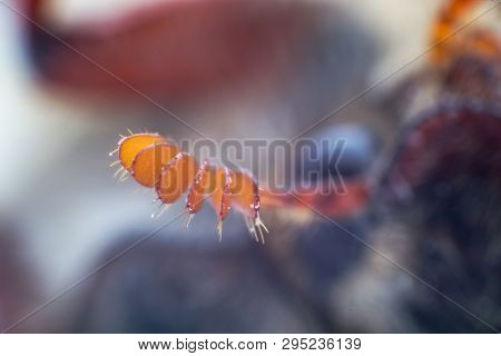 May Bug Lamellate Antenna Extreme Macro And Blurred Background