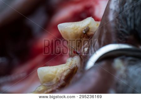 Cat Tooth With Infection And Gingival Retraction Macro View