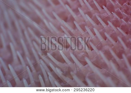 Extreme Macro Of A Cat Tongue