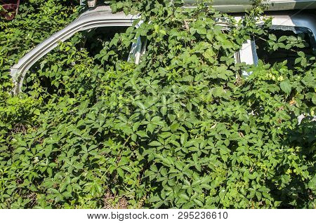 Old Crushed Cars Bodies Stored In Auto Wrecking Junk Yard For Scrap And Spare Parts
