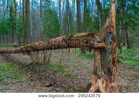 A Tree Blown Down By The Wind. Fallen Pine. Dry Fallen Tree. The Nature Of The Russian Taiga. Birch 