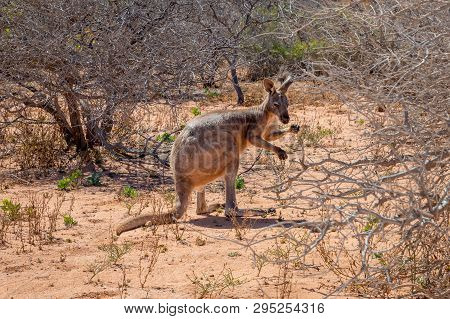 Wild Kangaroo At Cape Range National Park In Australia