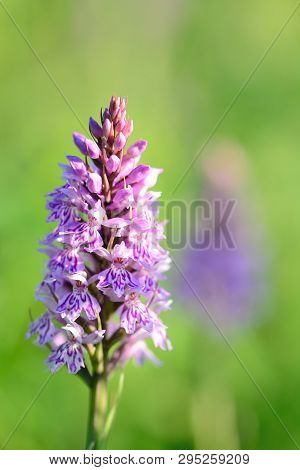 Close Up Of A Common Spotted Orchid Flower In The Meadow  (dactylorhiza)