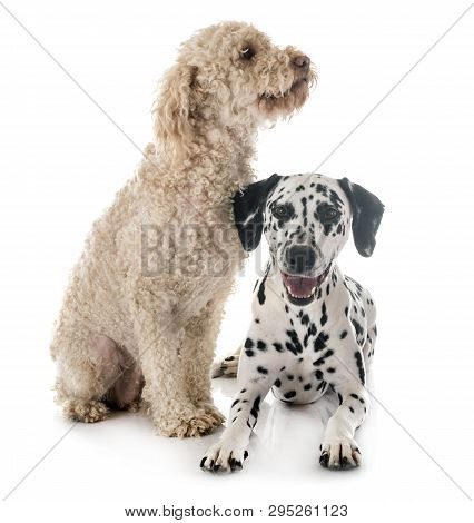 Dalmatian Dog And Lagotto Romagnolo In Front Of White Background