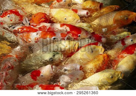 Koi Fish Or Crap Fish At Pond In Okayama Korakuen Garden, Close To The Okayama Castle, Okayama, Japa