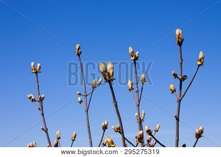 Chestnut Bud Tree On The Clear Blue Sky Background In Spring. Horse-chestnut Outside