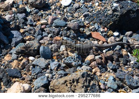 Beautiful Southern Tenerife Lizard (gallotia Galloti Galloti) On The Volcanic Stones, Canary Islands