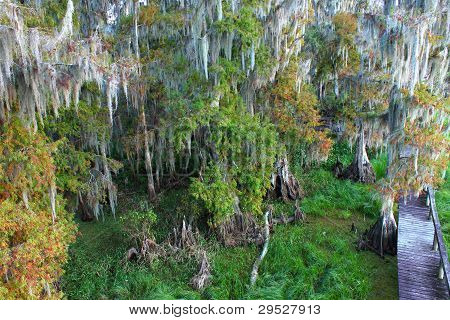 Florida Swamp