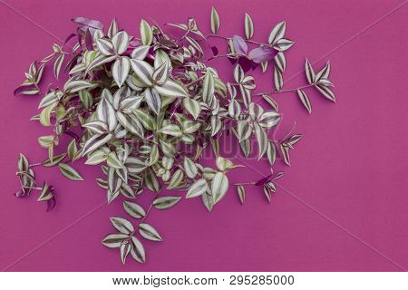 Top View Of A Wandering Jew, Tradescantia Zebrina, Houseplant On A Purple Background