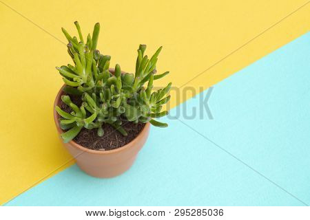 Top View Of A Jade Plant, Crassula Hobbit In A Terracotta Pot On A Colorful Yellow And Turquoise Bac