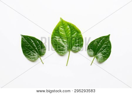 Fresh Wild Betal Leaves Isolated On White Background