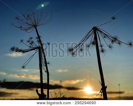 Dry Cow Parsnip Plant Against The Blue Sky