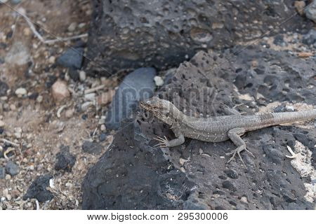 Tenerife Lizard On The Rocks, Canary Islands, Tenerife, Spain - Image