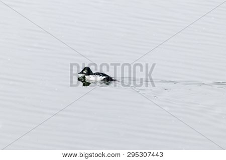 Goldeneye Seaduck Is Swimming In Moscow River