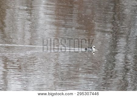 Smew Ducks Are Swimming In Moscow River