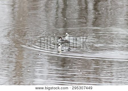 Smew Ducks Are Swimming In Moscow River