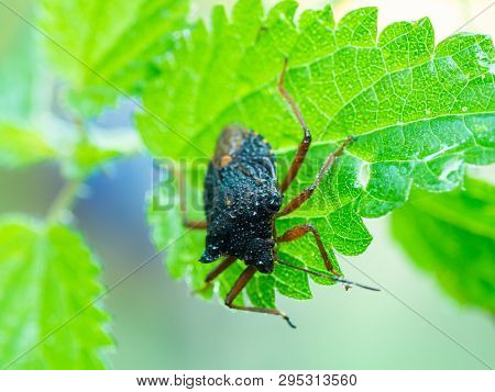 Forest Bug, Red-legged Shieldbug (pentatoma Rufipes)on A Fresh Green Leaf With Water Drops