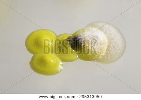 Colonies Of Micrococcus Luteus Bacteria On Agar Plate Overgrown With Mold. Microbiology And Scientif