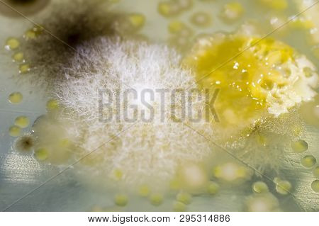 Macro Photo Of Mold Colonies On Petri Plate. Mold From Indoor Air. Testing Air Quality. Microbiology