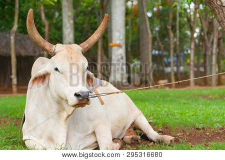 Cow Resting On Ground Restrained By Nose Ring And Rope To Tree In Subsistence Farming In Cuba.
