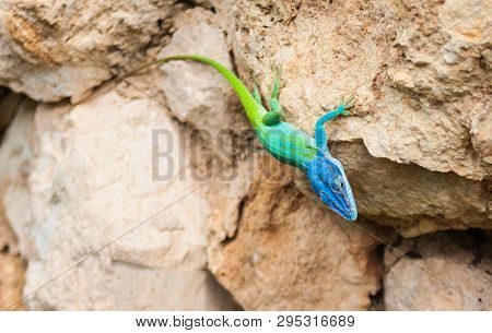 Blue Headed Anole Brightly Colored Lizard In Cuba
