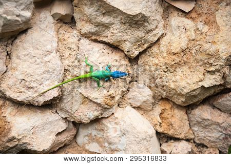 Blue Headed Anole Brightly Colored Lizard In Cuba