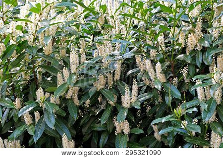 Shrub Of Prunus Laurocerasus, The Cherry Laurel, With White Inflorescences In Springtime