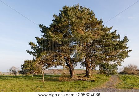 Trees And Walk Trail In A Park In Galway Bay