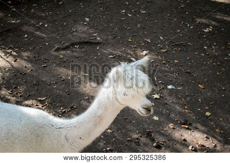 A Close Up Of A Llama Or Alpaca