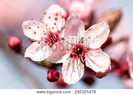 Detail Of An Almond - Prunus Dulcis