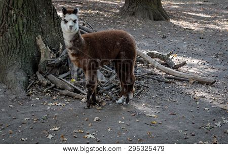A Close Up Of A Llama Or Alpaca