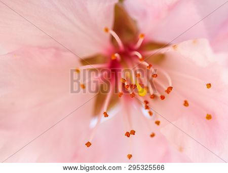 Detail Of An Almond - Prunus Dulcis